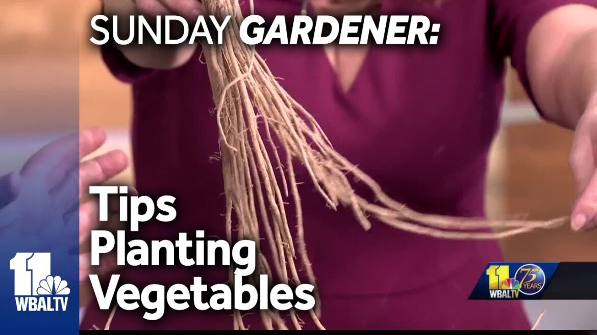 Sunday Gardener: Tips for planting vegetables