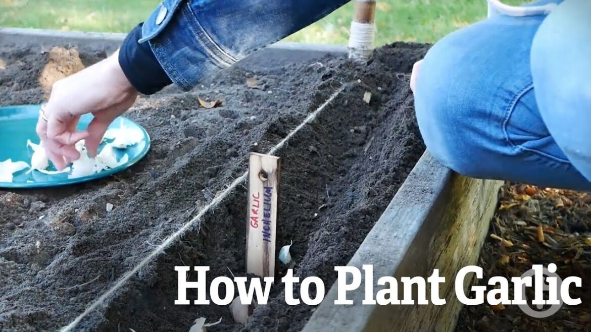 How to Grow Garlic | Gardener’s Supply How to Grow Garlic | Gardener's Supply