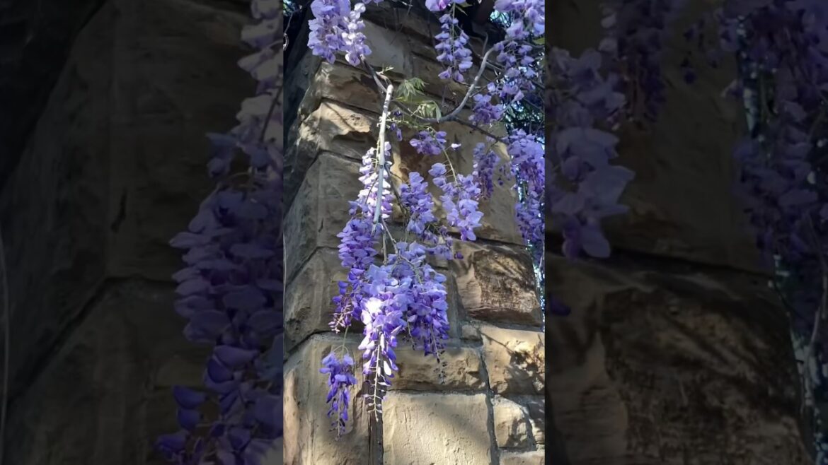 Beautiful WISTERIA Flowers 🌸 #shorts #ytshorts #spring #gardening #flowers #kawaii #wisteria