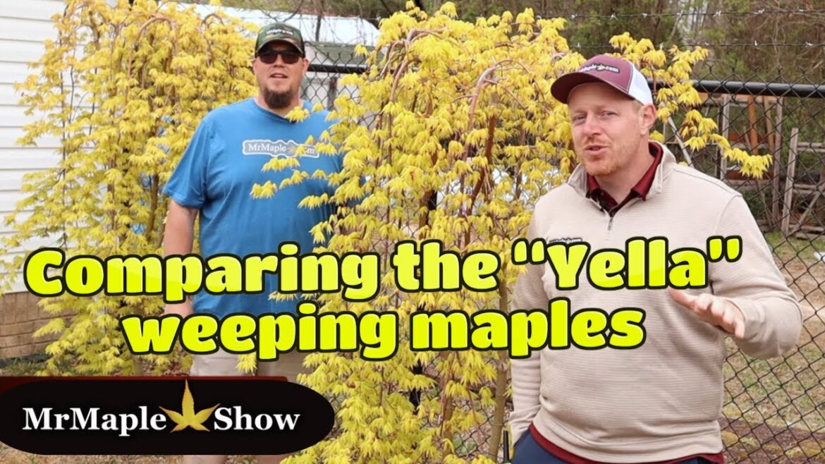 Comparing Three Different Yellow Weeping Japanese Maple Cultivars Comparing Three Different Yellow Weeping Japanese Maple Cultivars
