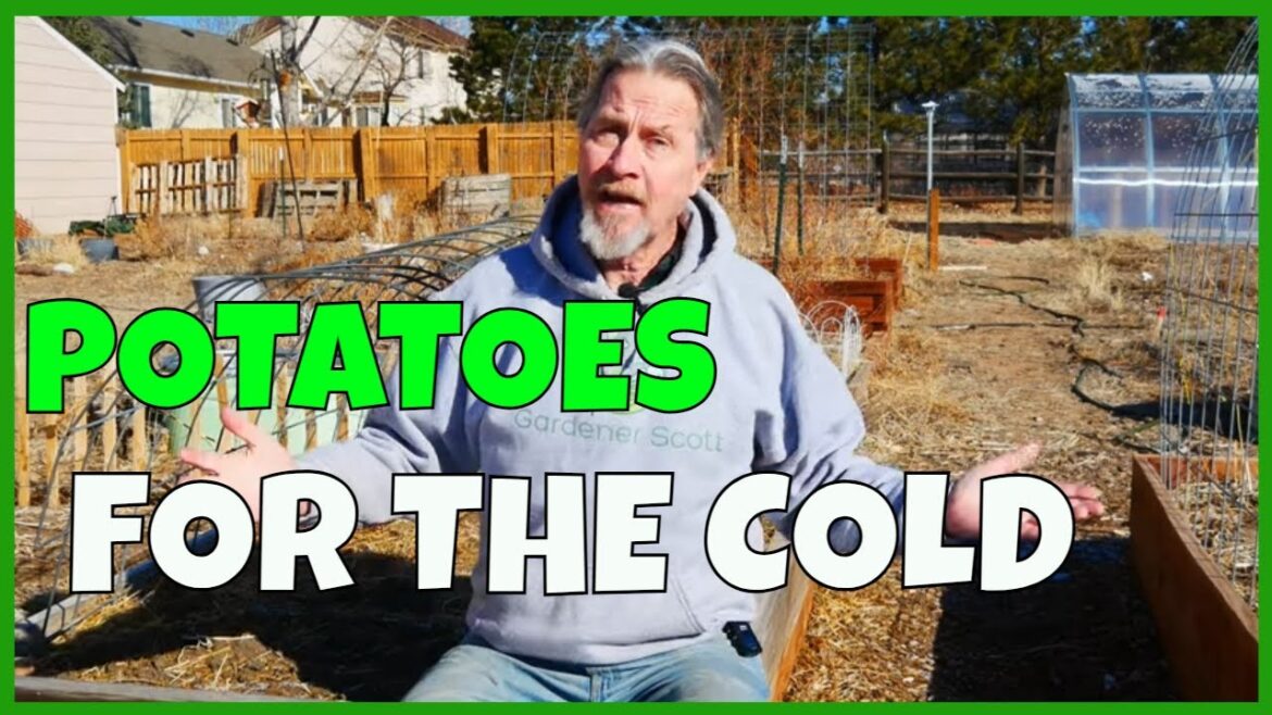 Grow Potatoes a Month Early