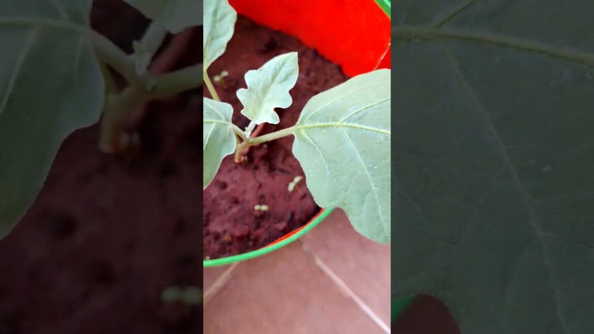 Balcony garden #shorts #youtubeshorts #balconygarden Balcony garden #shorts #youtubeshorts #balconygarden