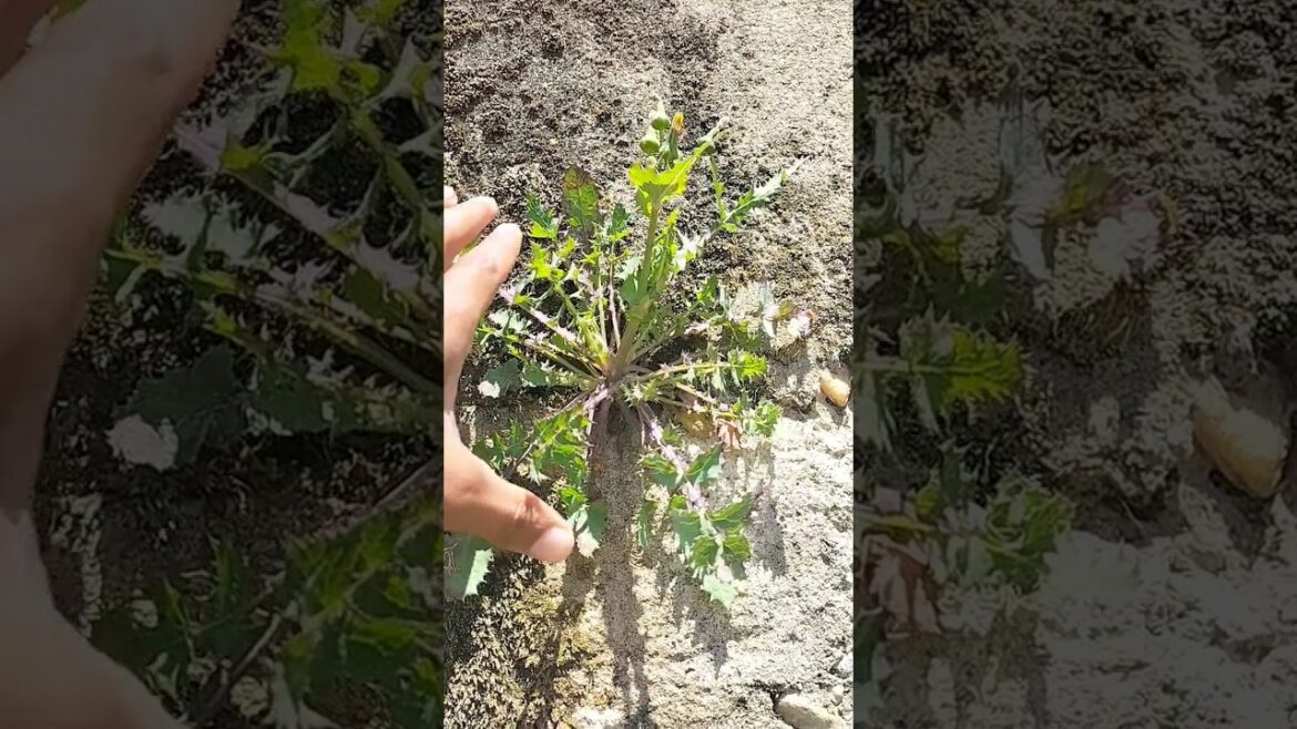 sweet thistle removing on the wall #Shorts sweet thistle removing on the wall #Shorts