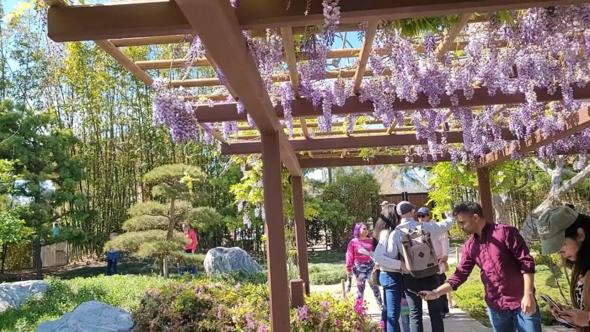 Cherry blossom walking tour of the Japanese Friendship Garden at Balboa Park in San Diego Cherry blossom walking tour of the Japanese Friendship Garden at Balboa Park in San Diego
