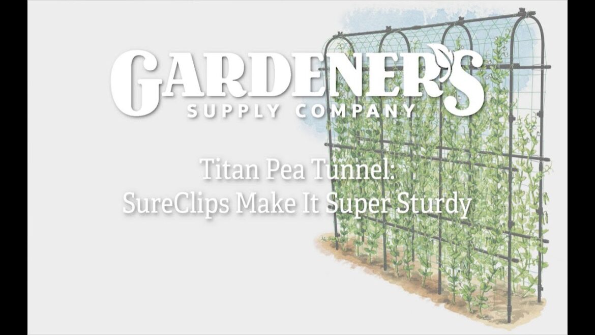 A Closer Look at the Titan Pea Tunnel | Gardener’s Supply A Closer Look at the Titan Pea Tunnel | Gardener's Supply