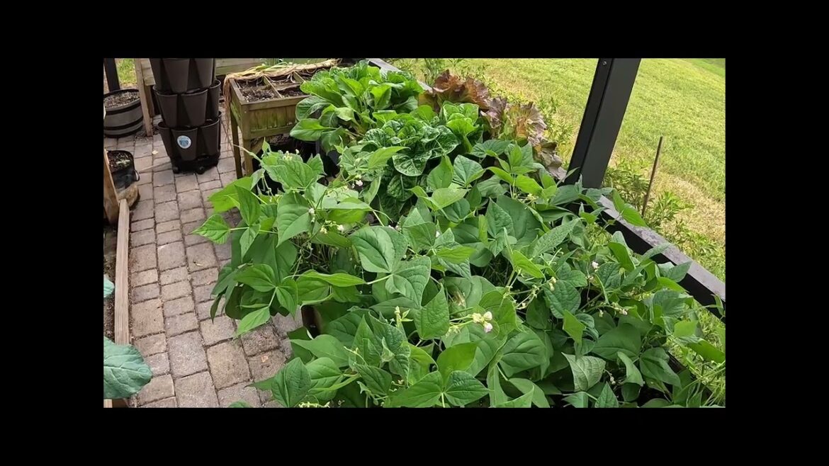 5 Tips For A Lush & Green Garden