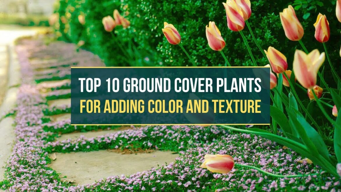 Top 10 Ground Cover Plants πΊπ for Adding Color and Texture to Your Garden β
Top 10 Ground Cover Plants πΊπ for Adding Color and Texture to Your Garden β