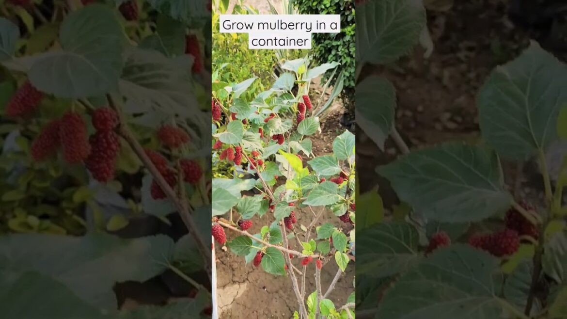 Grow mulberry tree in a container | शहतूत #gardening #youtubeshorts