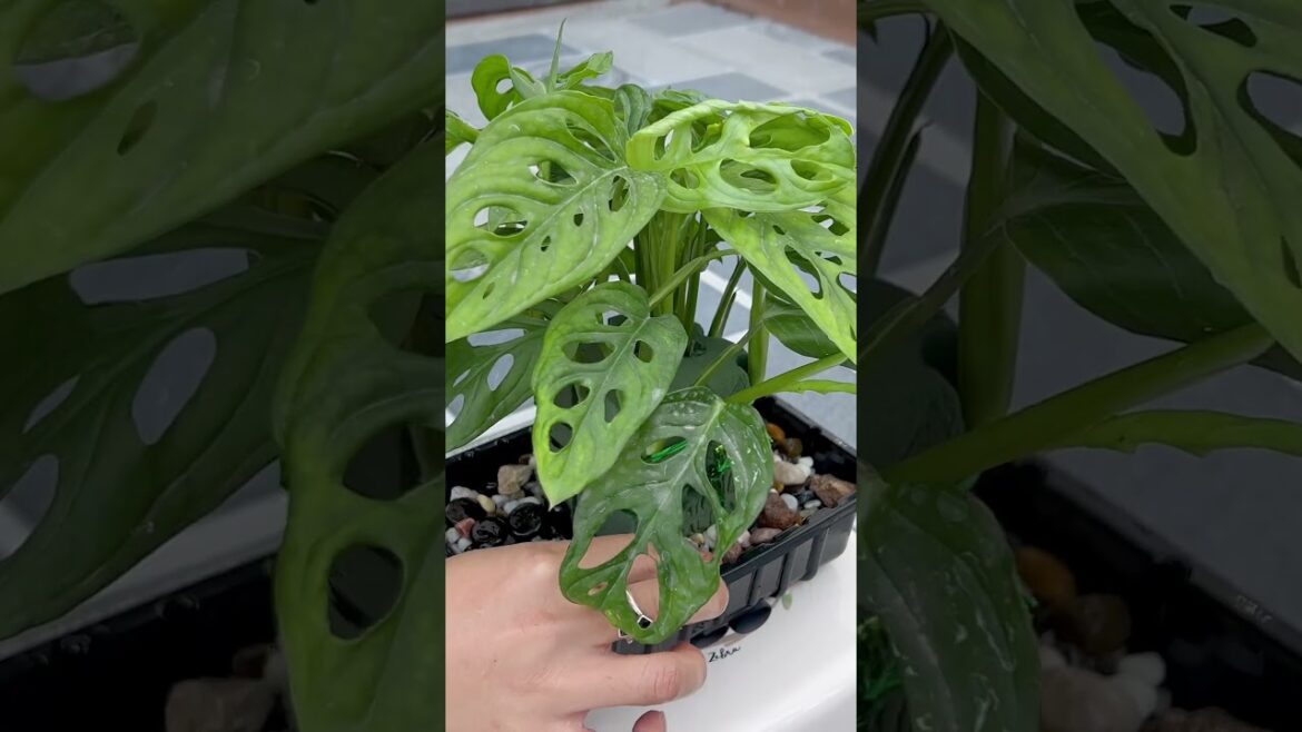 Great ideas for very beautiful table pots fromdisposable items