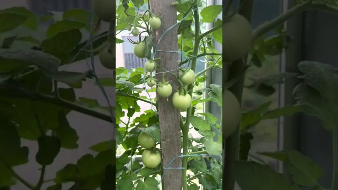 How to Gardener: Tips for A Successful Garden