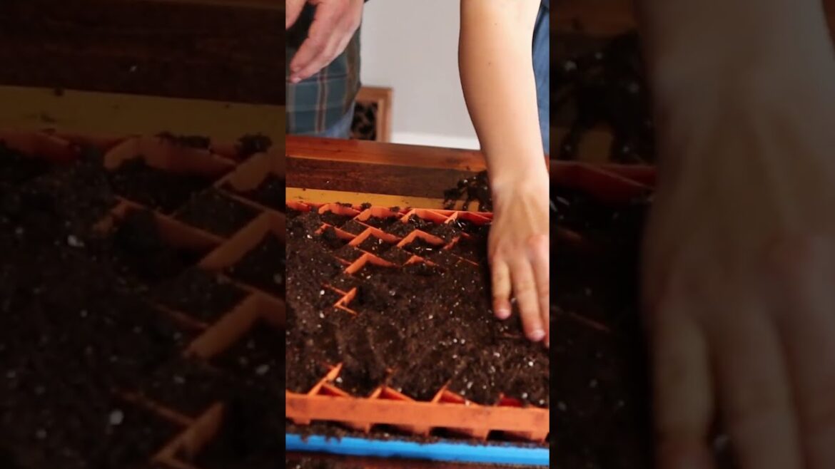 How To Start Seeds The Bootstrap Way! #shorts #gardening #seedstarting