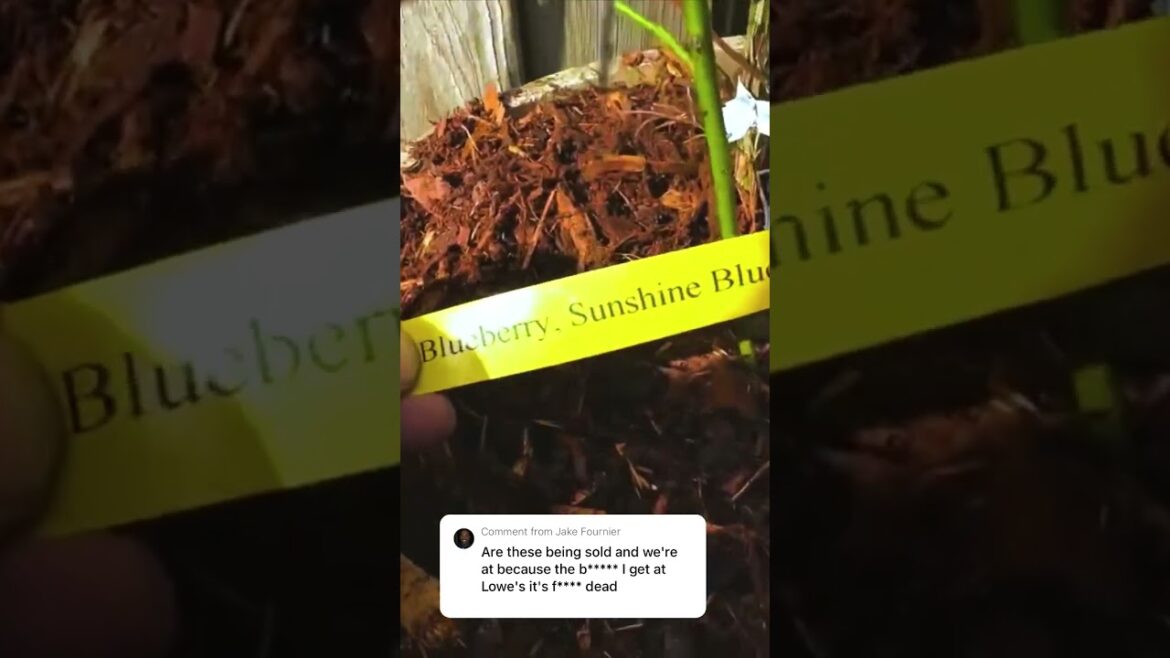 Growing Blueberries In Containers