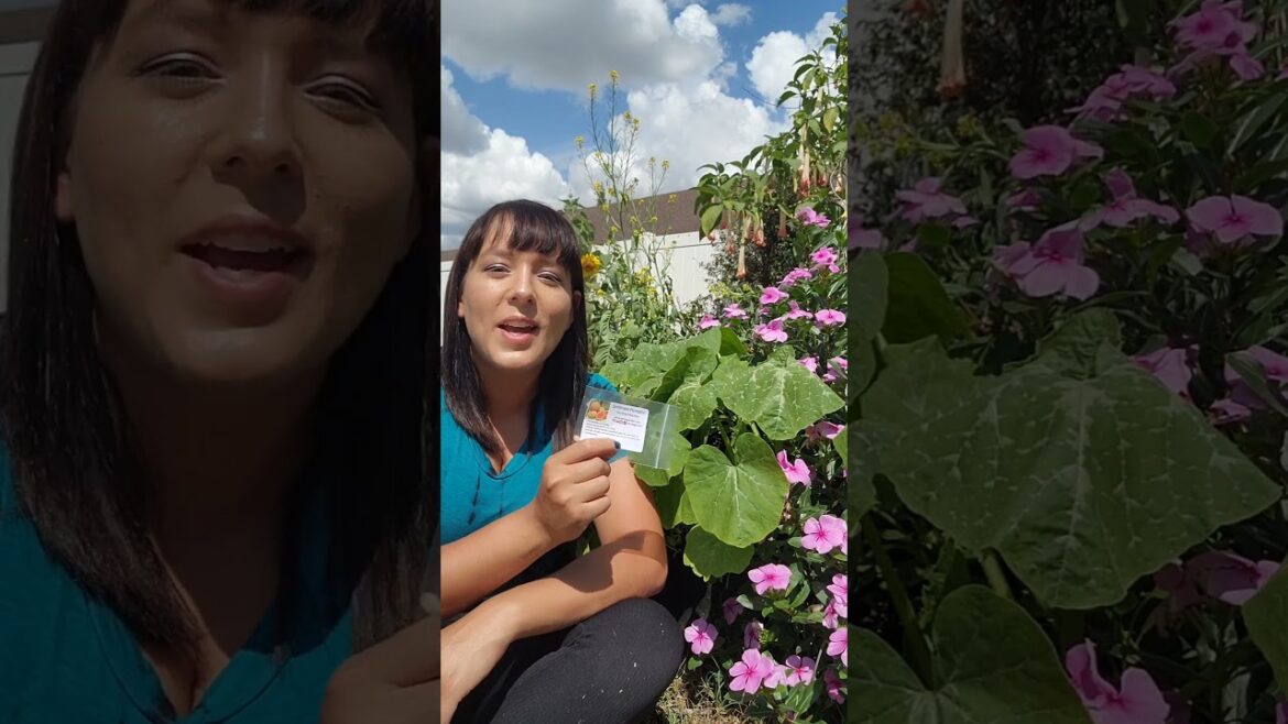 Top 3 best squash to grown in any garden #squash #heirloomseeds #garden #homestead #vegetablegarden Top 3 best squash to grown in any garden #squash #heirloomseeds #garden #homestead #vegetablegarden