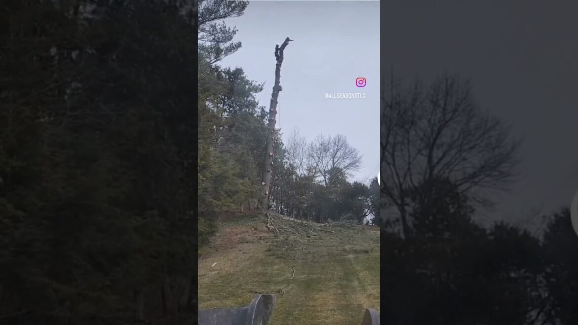 Pine logs going boom! 💥 #mobetta #ast #treeclimber #treelife #climber #sendit #treebling #trending