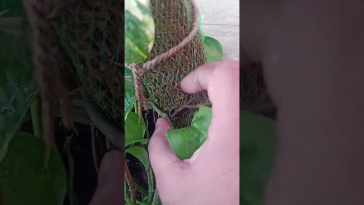 money plant summer care tips #shorts#gardening #gardeningtips #shortsfeed #plant