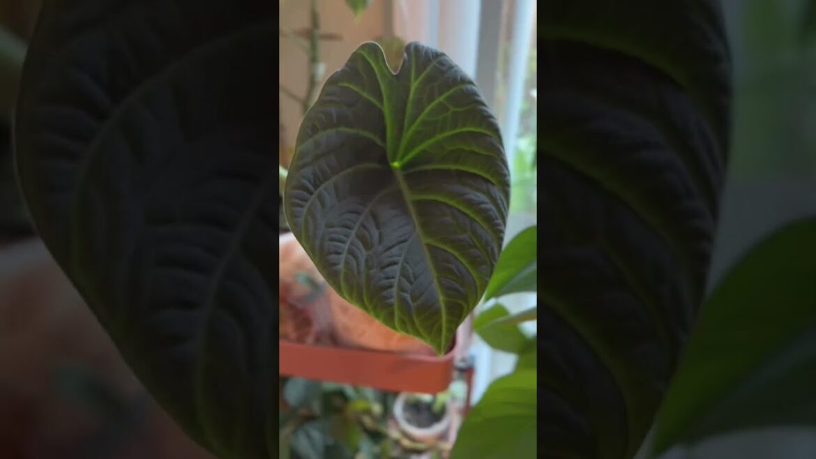 💚Alocasia Maharani #plants #houseplants