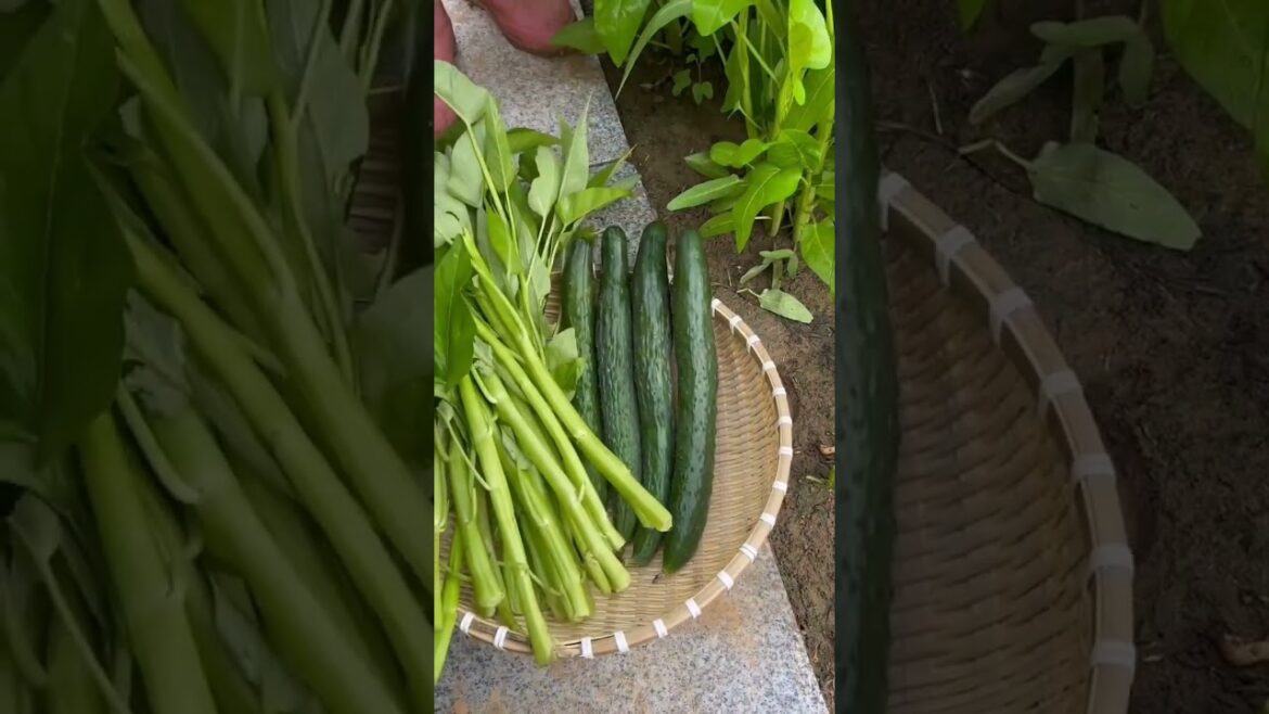 Beautiful Nature with Rural Life (P30) - Beautiful vegetable garden