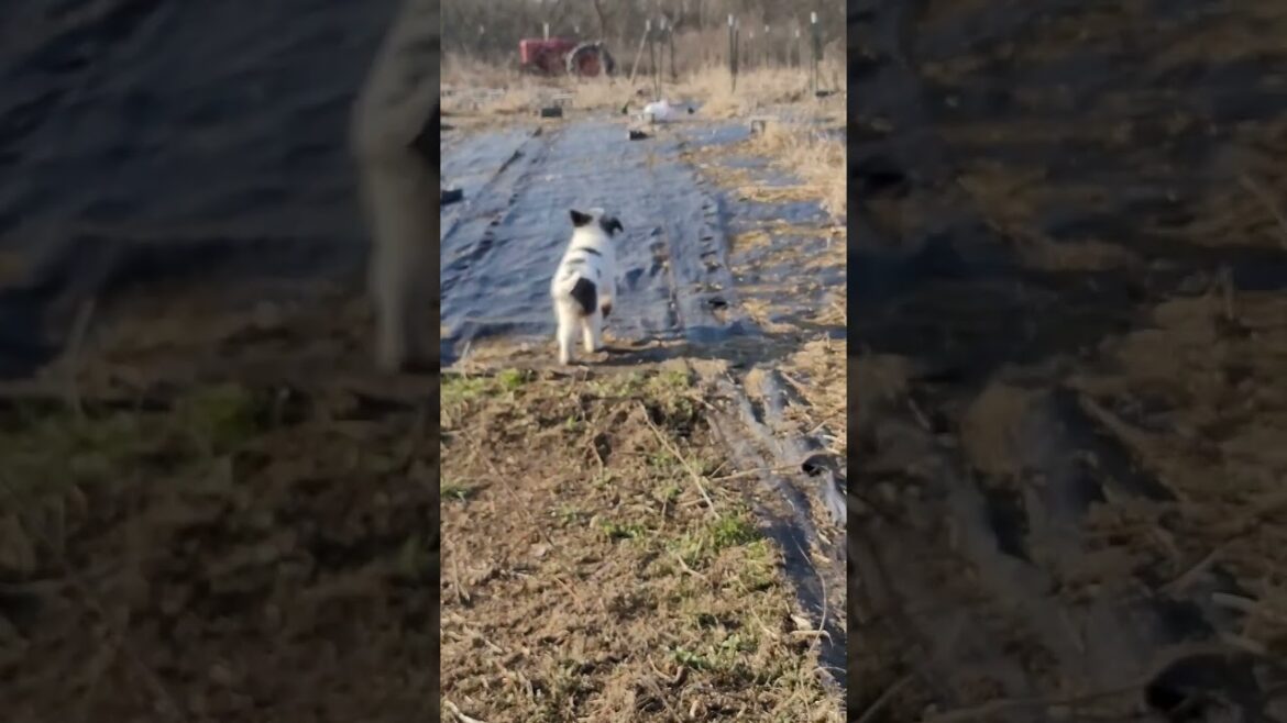 Puppy Steals Garden Supplies