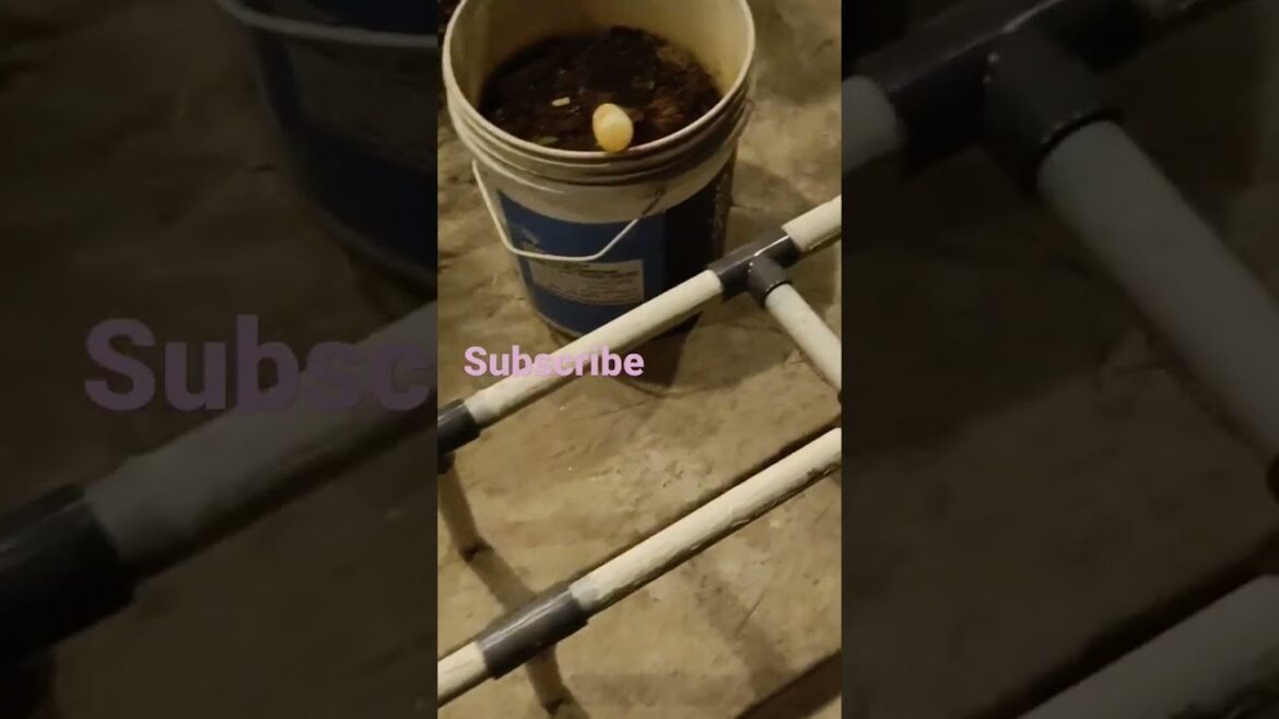 Garden stand || PVC STAND || Garden ideas || Terrace garden || Home gardening || Gardening || shorts Garden stand || PVC STAND || Garden ideas || Terrace garden || Home gardening || Gardening || shorts