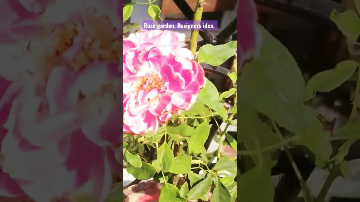 Rose garden terrace. Designers idea. Rooftop garden. #design #garden #viral #viralvideo #subscribe Rose garden terrace. Designers idea. Rooftop garden. #design #garden #viral #viralvideo #subscribe