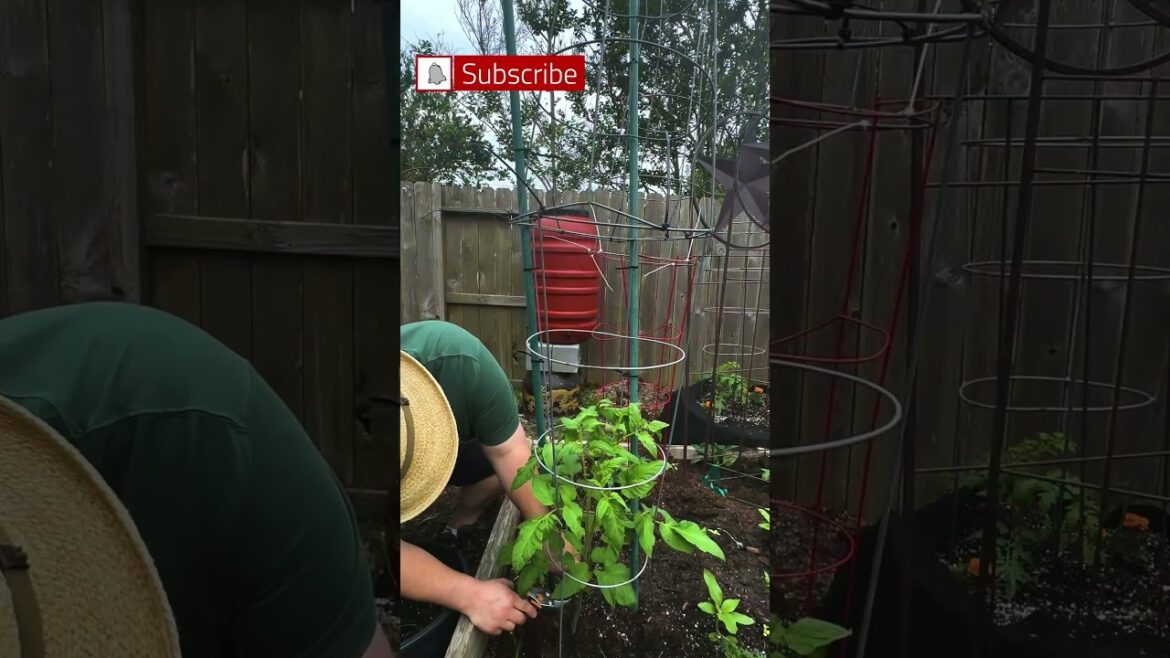 You Should Prune Your Tomato Plants