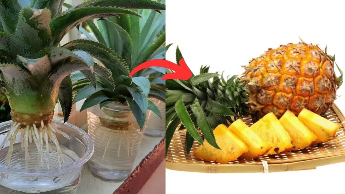 Tips for Growing Pineapple Super Fast from Tops at Home - Garden Ideas