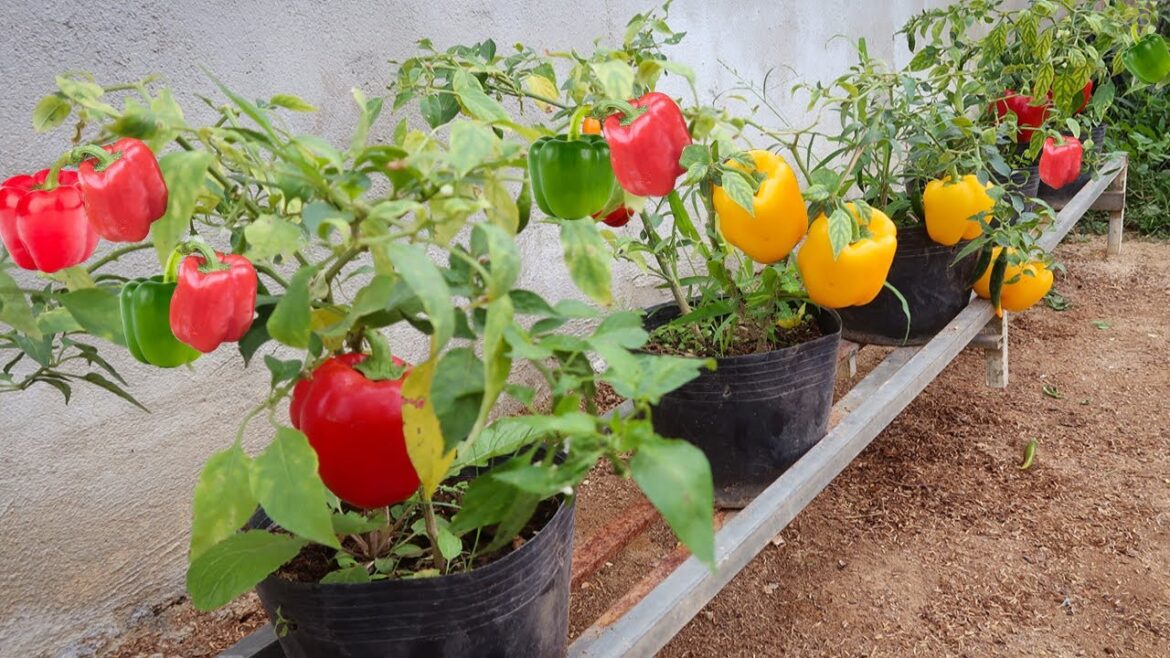 Tips How to propagate Bell peppers from in bananas for beginners