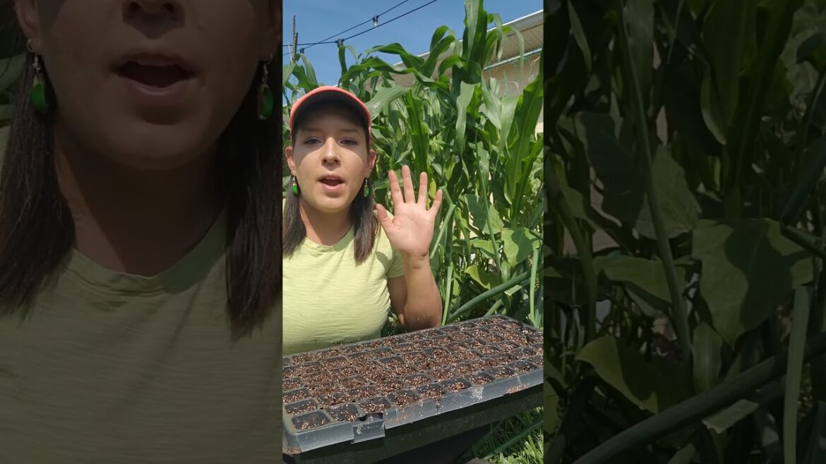 How to sow/start seeds for sweet corn #sweetcorn #vegetablegarden #homestead #sowingseeds #gardening
