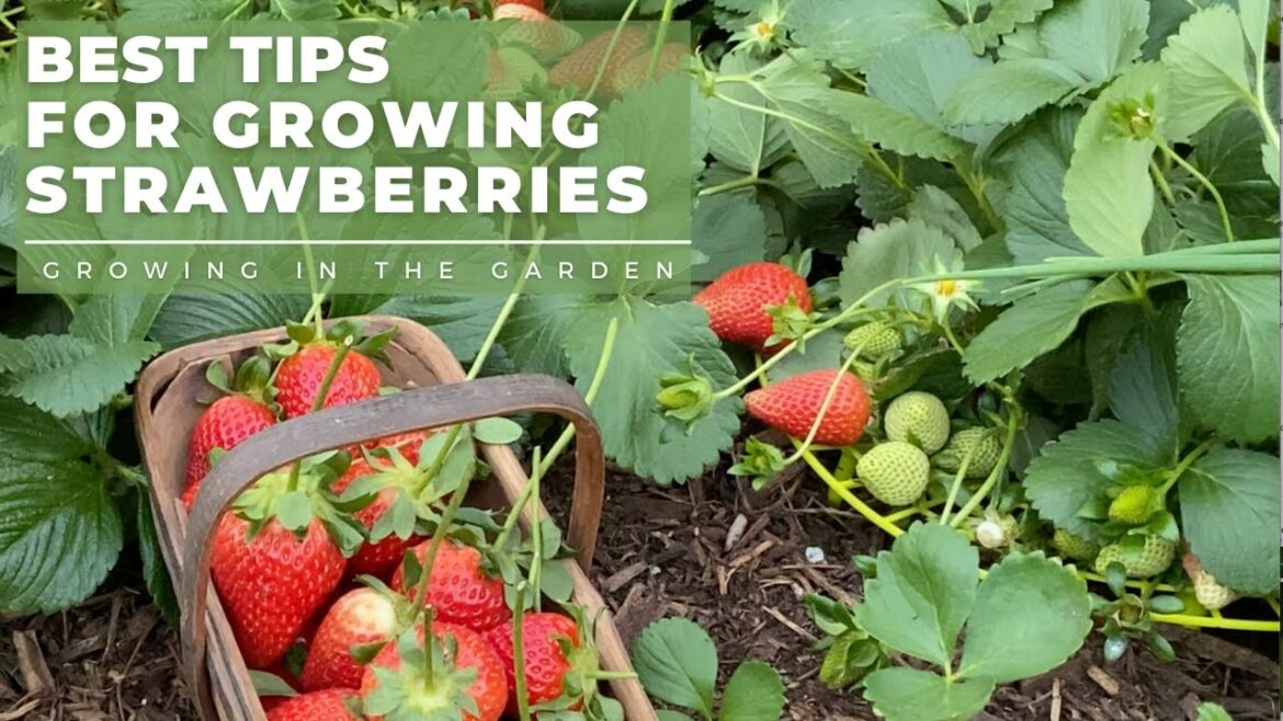 HOW to PLANT and GROW STRAWBERRIES, plus TIPS for growing strawberries in HOT CLIMATES HOW to PLANT and GROW STRAWBERRIES, plus TIPS for growing strawberries in HOT CLIMATES