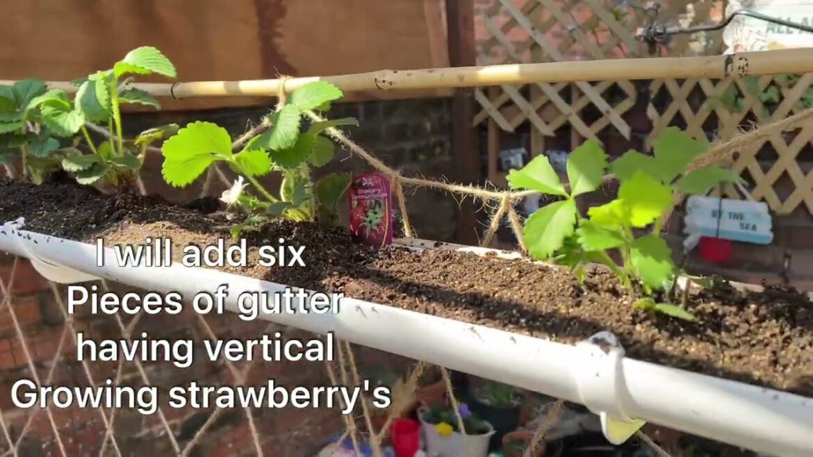 vertical gardening tips container gardening