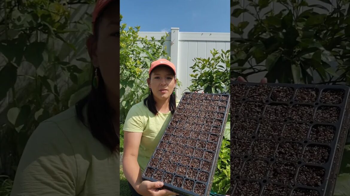 how to grow a lot of herbs from seed #herbs #heirloomseeds #herbgarden #homegrown #garden #seeds