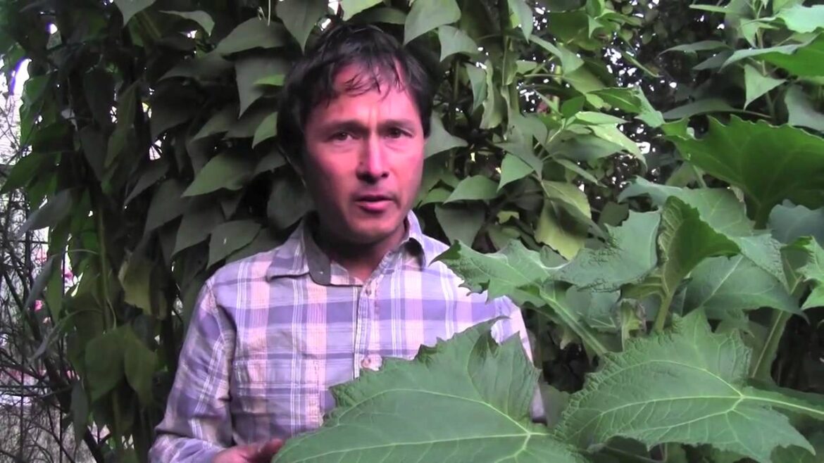 Summer Front Yard Raised Bed Vegetable Garden Tour Summer Front Yard Raised Bed Vegetable Garden Tour