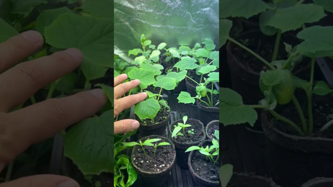 Starting A Garden!! 🪴