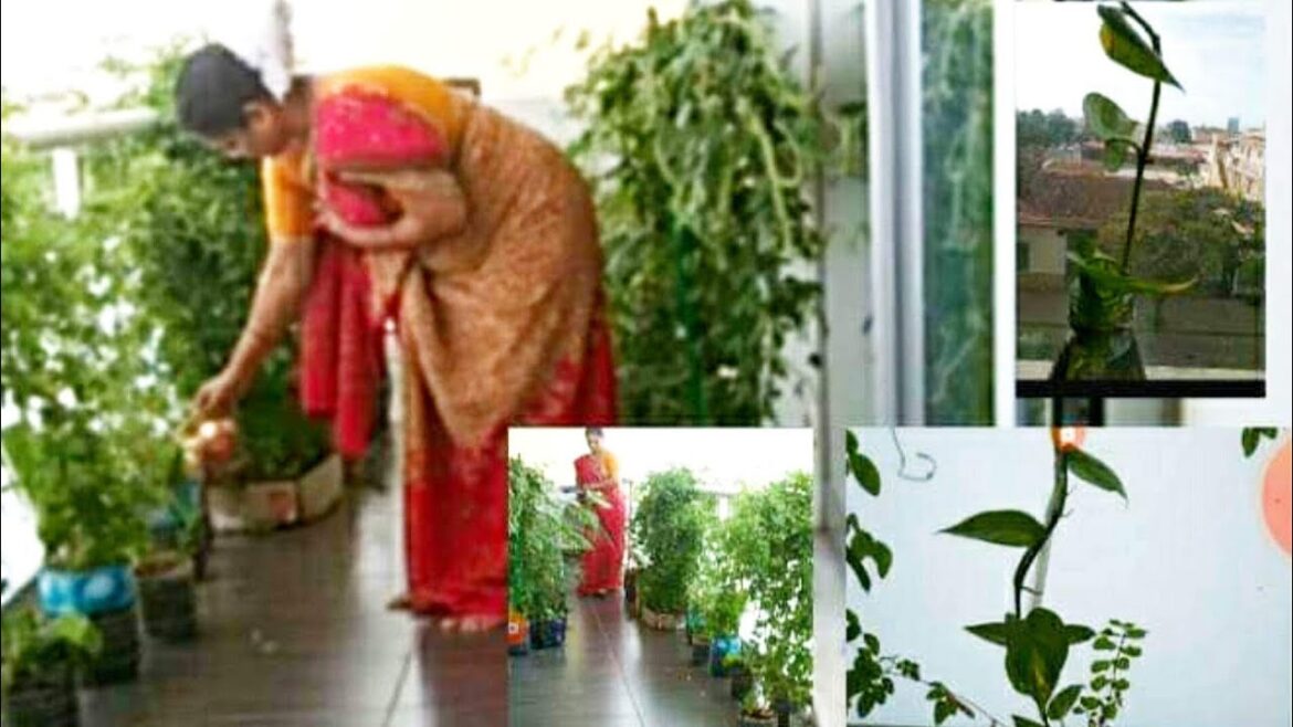 Balcony garden|Gardening for beginners with tips and tricks|Easy garden care| Grow indoor moneyplant