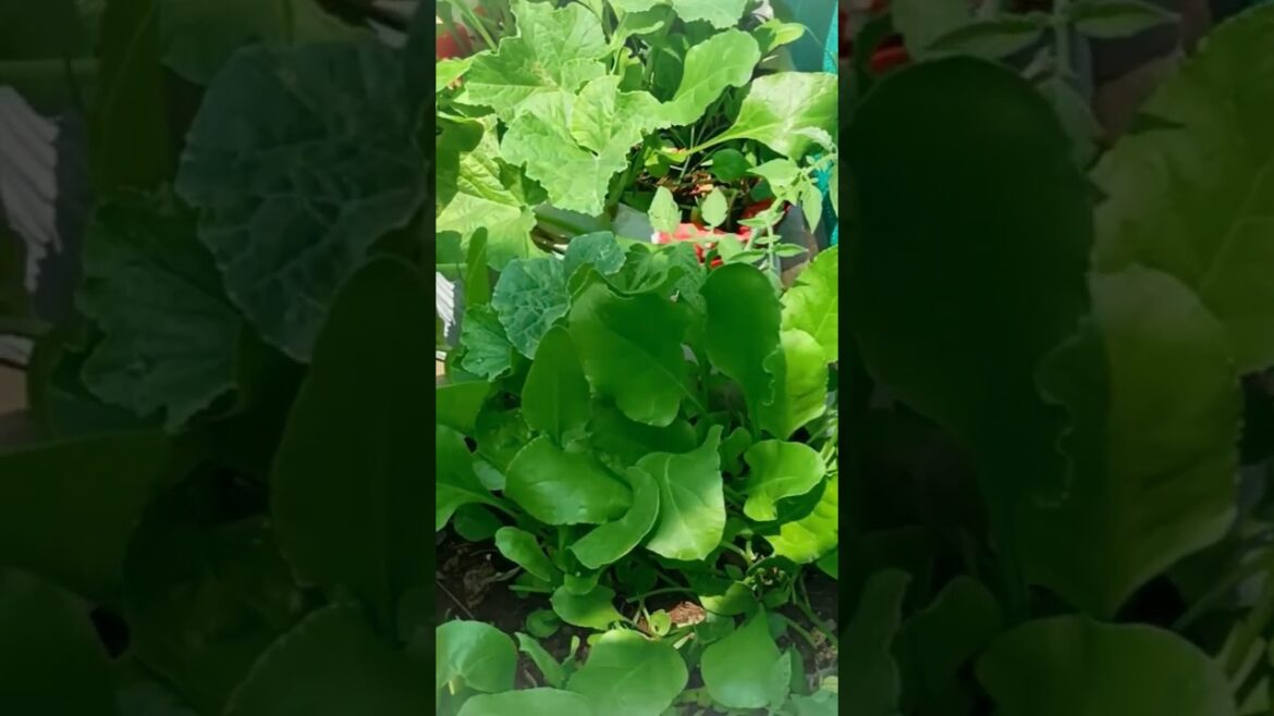my beautiful vegetables 😍#shorts #viral #gardening
