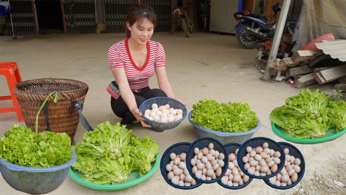 Harvest Homegrown Vegetable Garden & 100 Chicken Eggs - Bring to the Market for Sale | Em Tên Toan