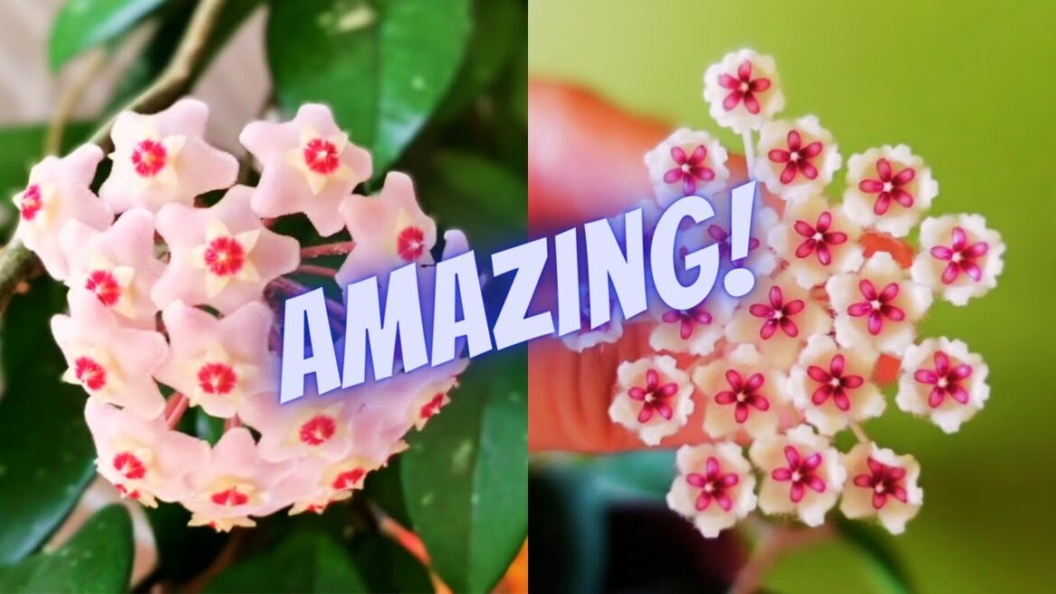 3 Simple Hoya Plant Care Tips | How to Get Your Hoya To Bloom? | Plant Care Tips