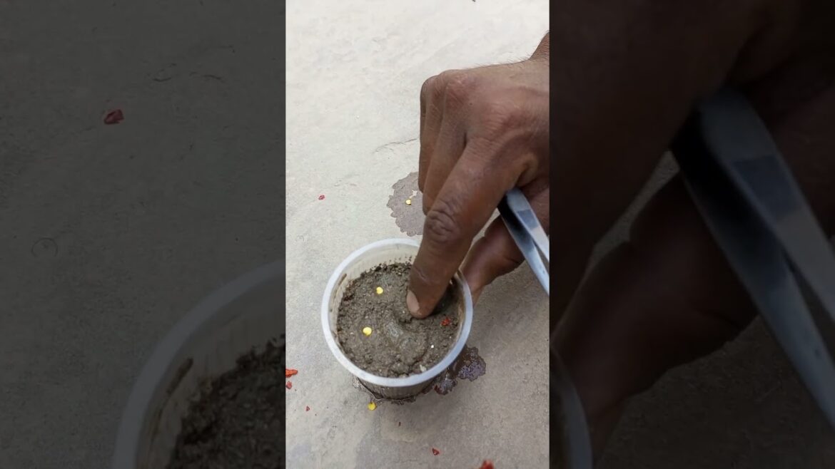 How to grow chilli #shorts #short #youtubeshorts #gardening How to grow chilli #shorts #short #youtubeshorts #gardening