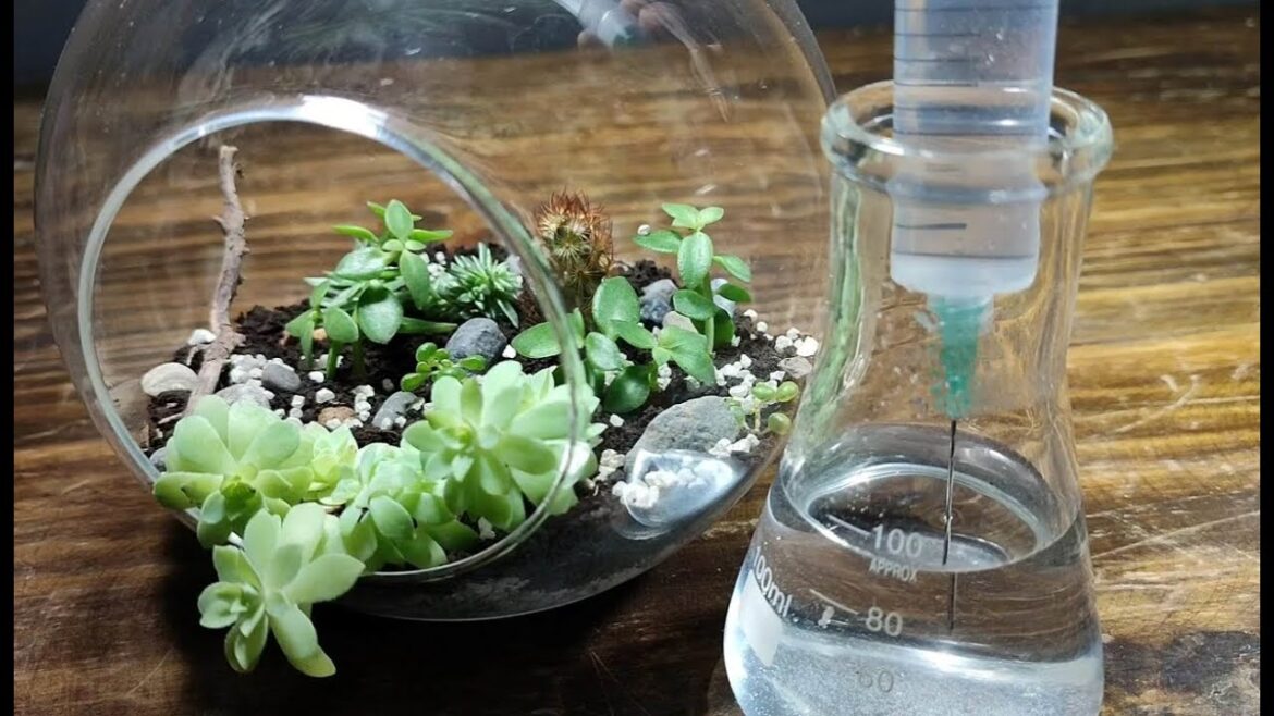 ASMR Making Mini Garden Inside a Glass Container - Relaxing Sounds
