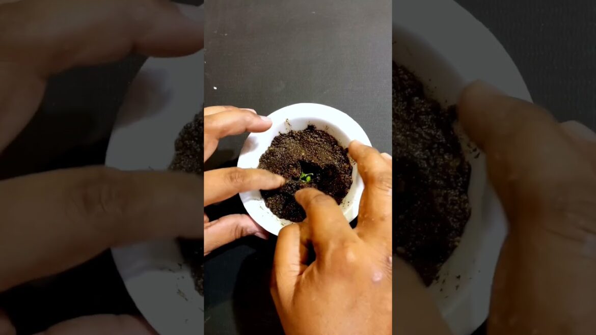 Tomato growing new technique #gardening #short Tomato growing new technique #gardening #short