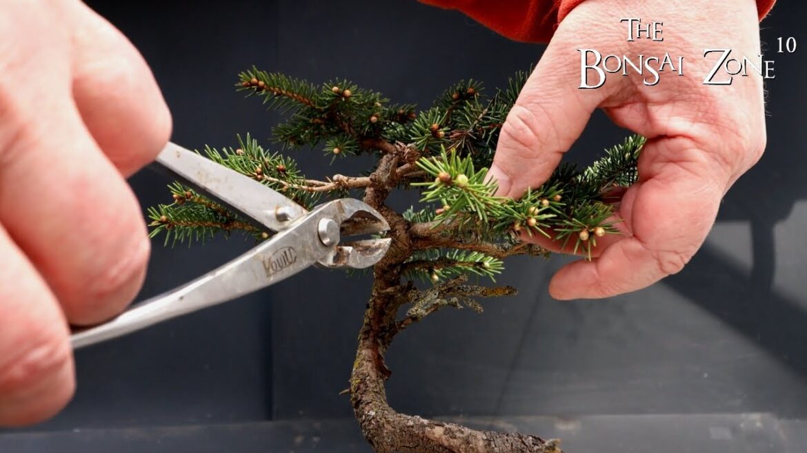 Pruning and Repotting My Birds Nest Spruce, Part 1, The Bonsai Zone, March 2023