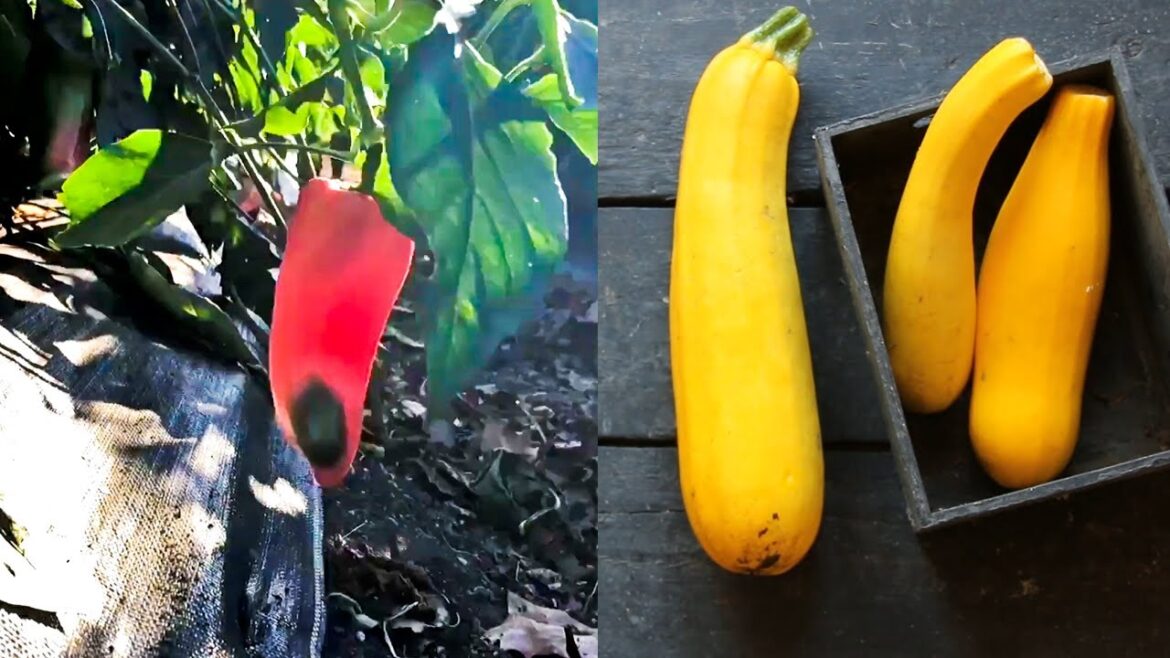 10 Vegetables That Are Too Easy to Grow