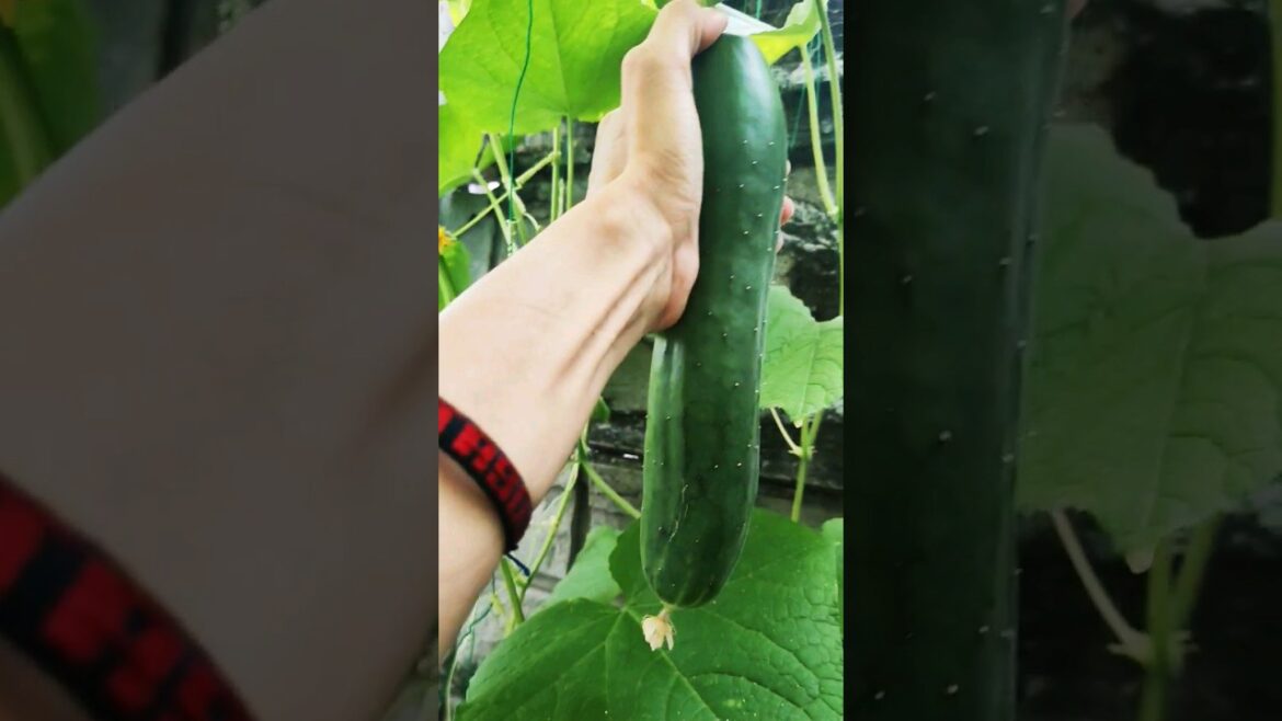 Mini vegetable garden | Cucumber picking #travel #farming #gardening