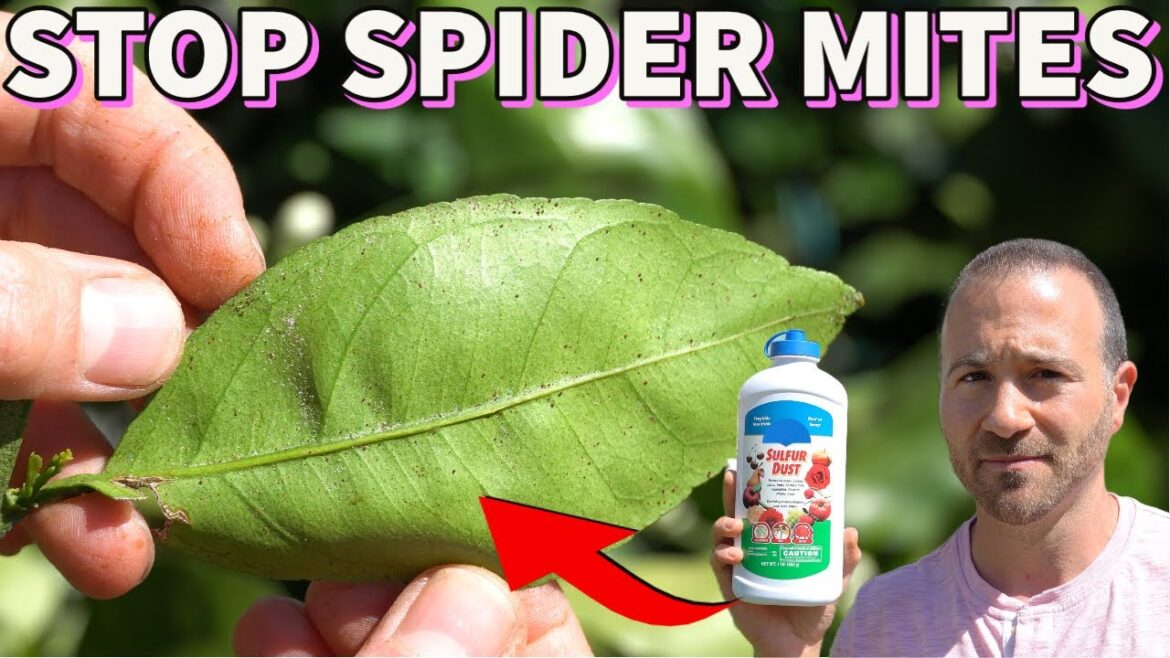 Eliminate SPIDER MITES Quickly With This Magic Dust! Eliminate SPIDER MITES Quickly With This Magic Dust!