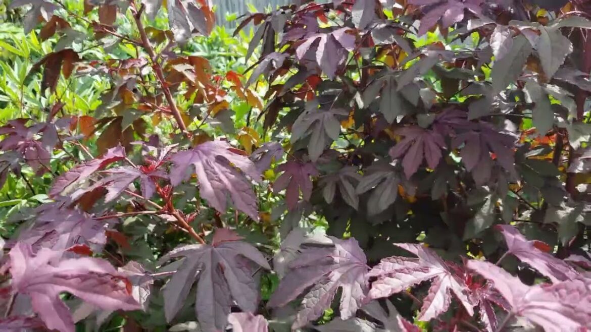 Aug 26 2020 Part N Cranberry Hibiscus Edible Medicinal Abelemoschus Manihot Sea Salad Greens Summer