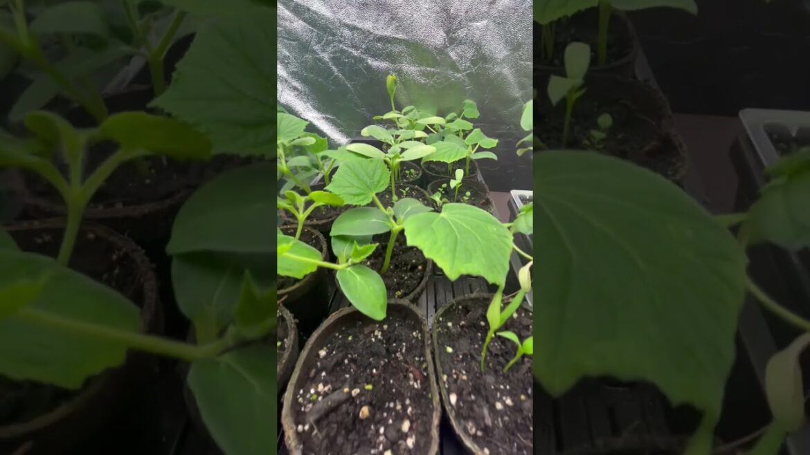 Vegetables seedlings growing out .