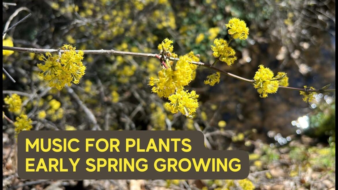 Music for Plants Early Spring Growing with Birds and River Sounds Music for Plants Early Spring Growing with Birds and River Sounds