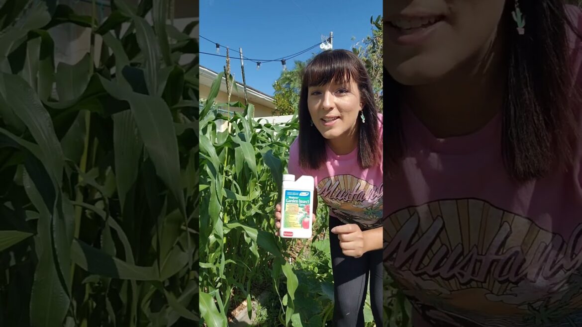 How to stop corn ear worms organically #organicgardening #sweetcorn #vegetablegarden #homegrown