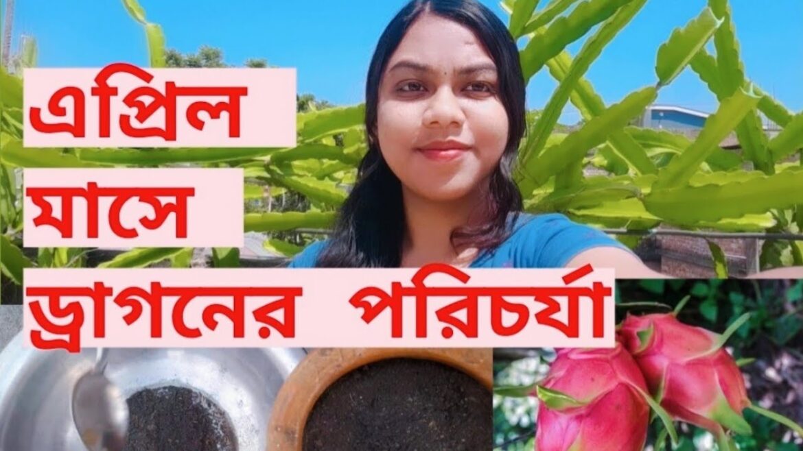 🍓| এপ্রিল মাসে ড্রাগন গাছের পরিচর্যা | ড্রাগন গাছের পরিচর্যা | green friends   #greenfields #garden