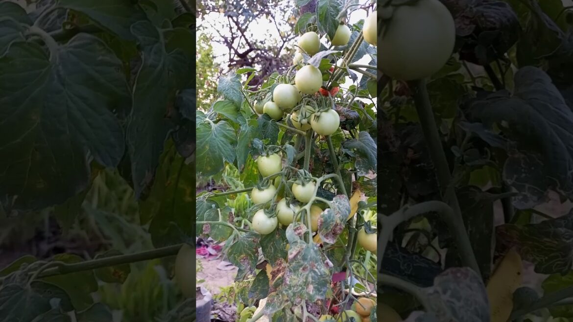 how to grow tomatoes #shorts #youtubeshorts #gardening